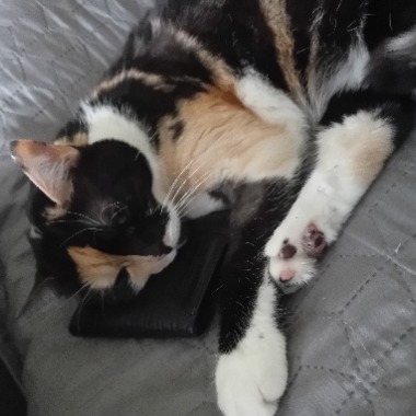 Tani, lecz bogaty w słownictwo tłumacz języka angielskiego oraz twórca prostych grafik.